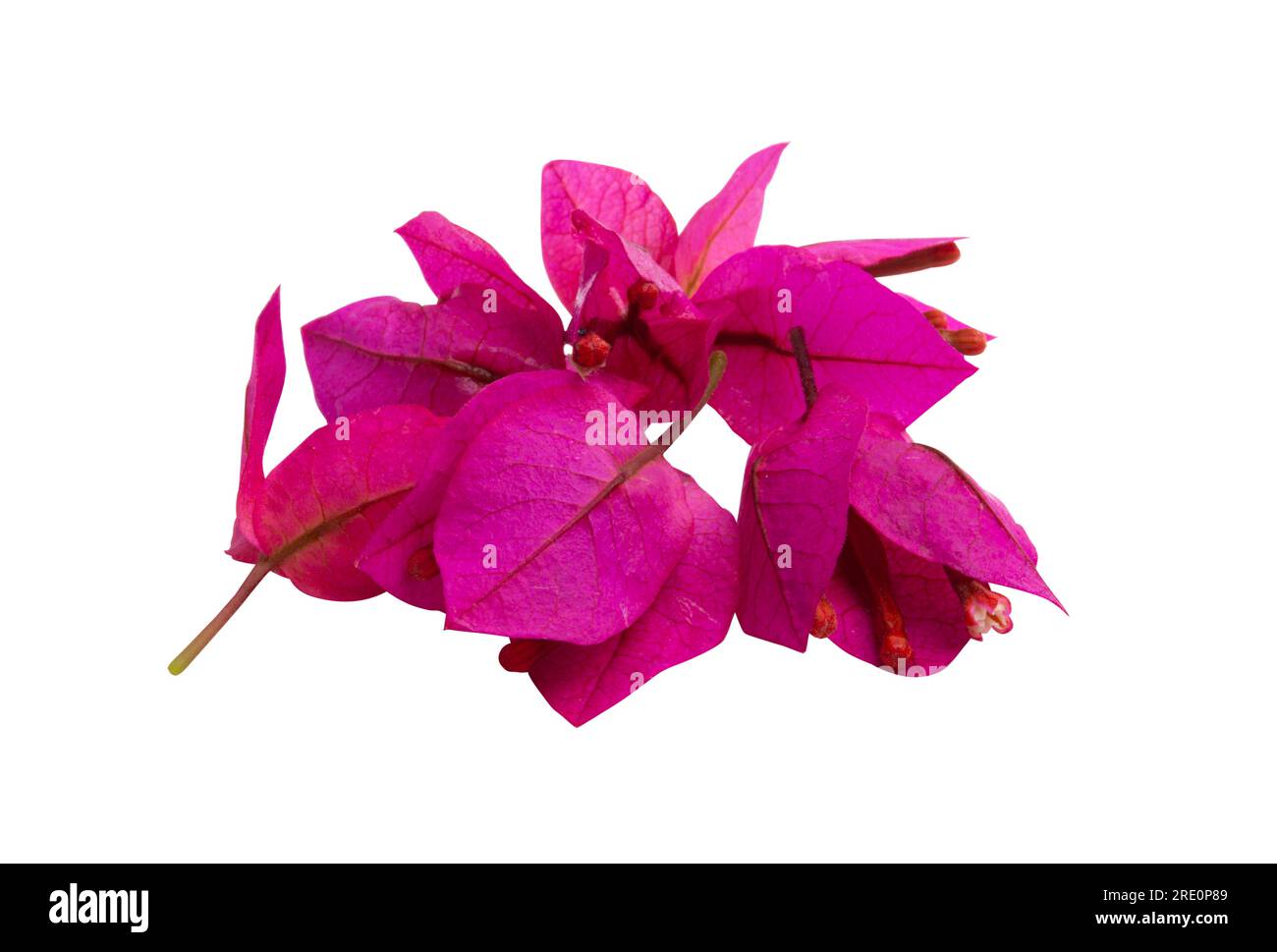 bougainvillea flowers isolated on white background Stock Photo Alamy