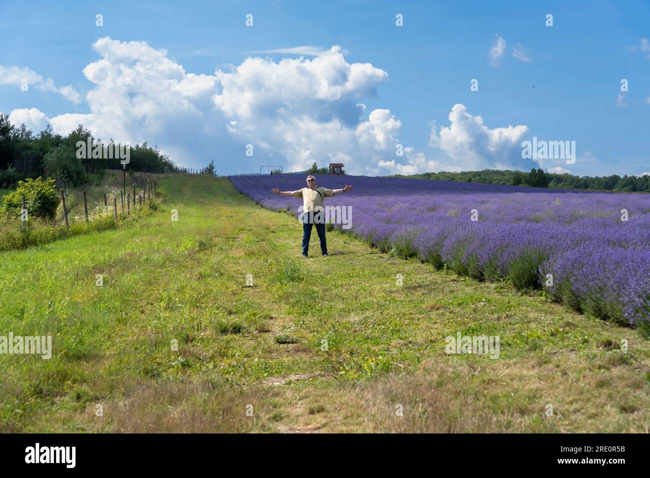Field of lavender. Lavender farm. Beautiful purple flowers at sunset