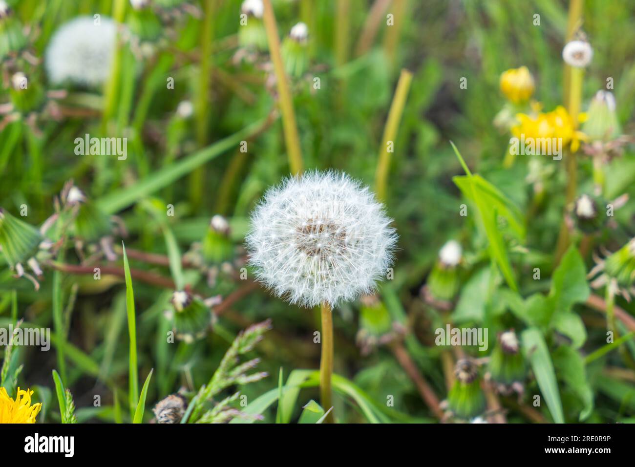 Some small yellow flowers, white dandelions and Phleum pratense. St. Moritz Retreat: Capturing the Scenic Landscapes of a Swiss Vacation Town. Stock Photo