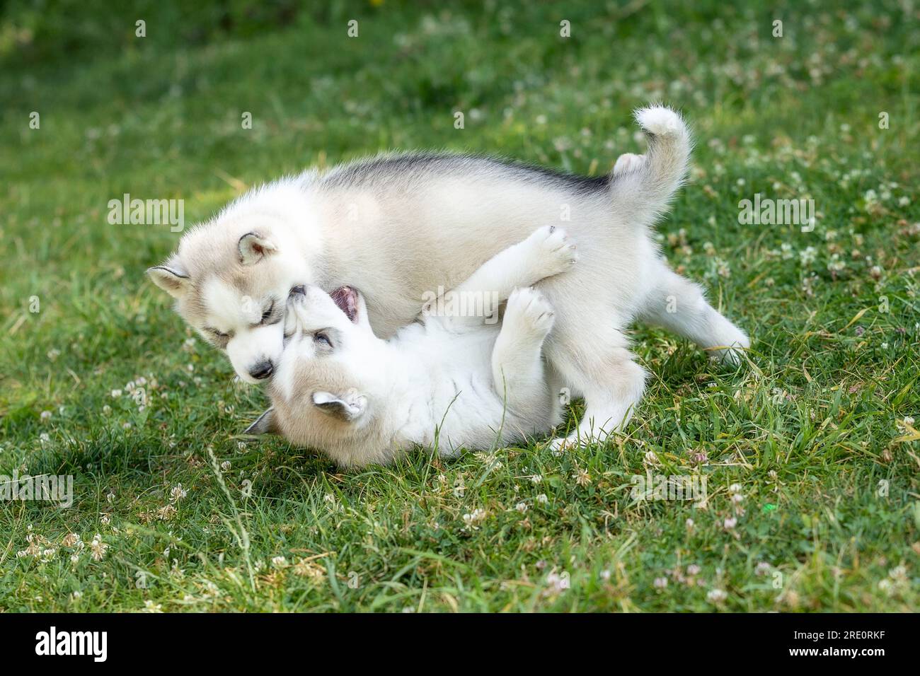 Two Siberian Husky dog puppies play outdoors in the grass Stock Photo
