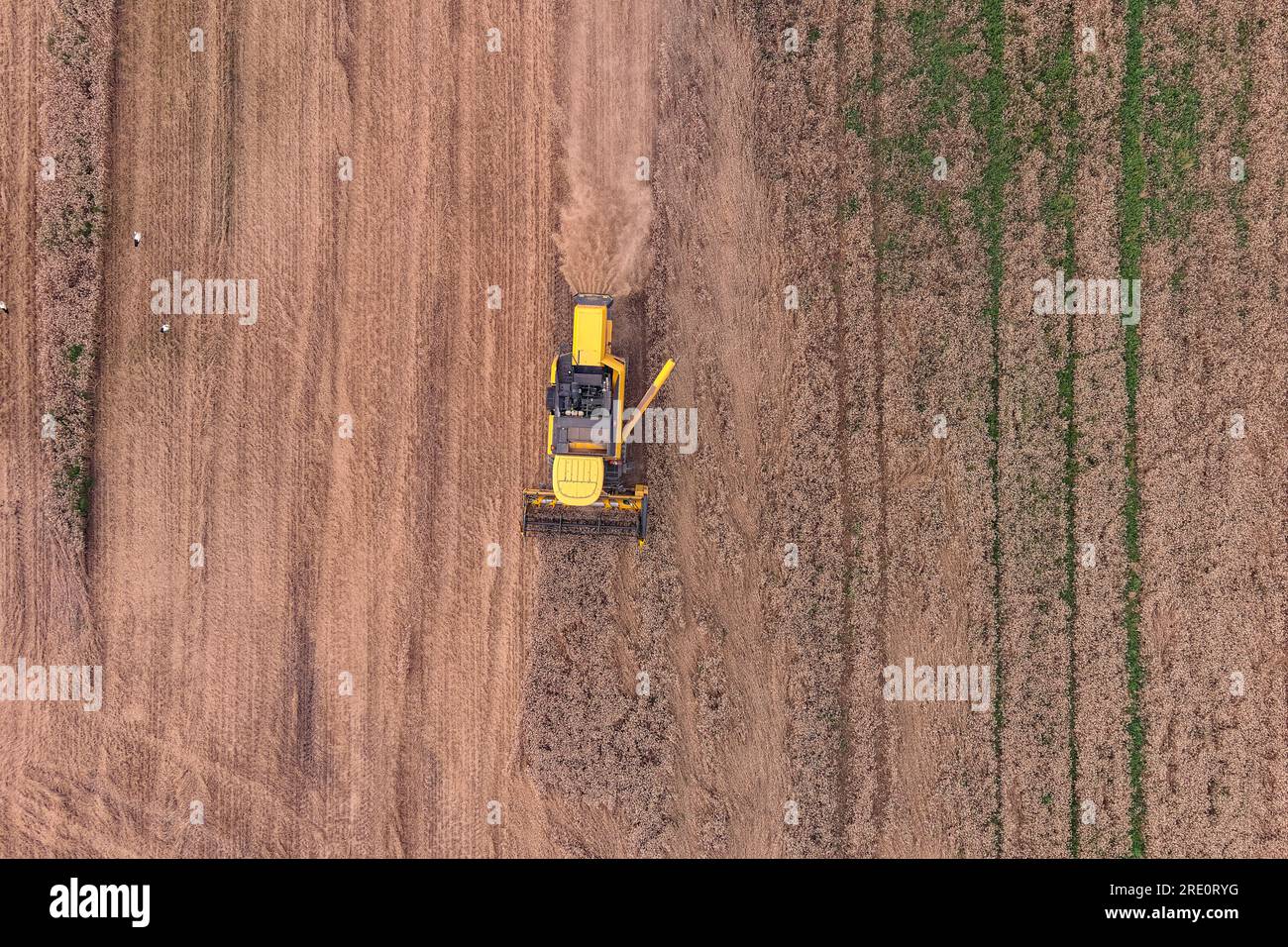 Harvester machine to harvest wheat field working. Agriculture aerial view Stock Photo