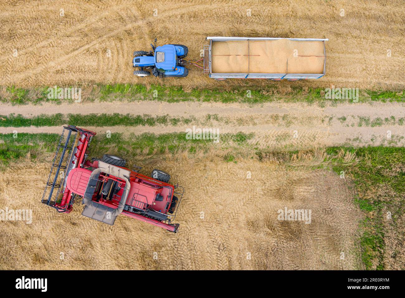 Modern red combine harvesting wheat in the summer. Agriculture aerial view Stock Photo