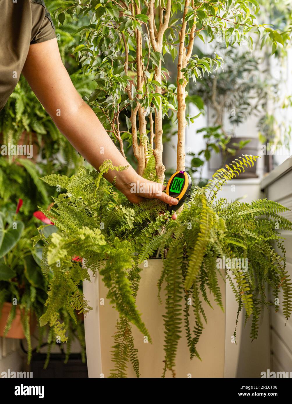 Woman examining potted plant at home. House plant care Stock Photo