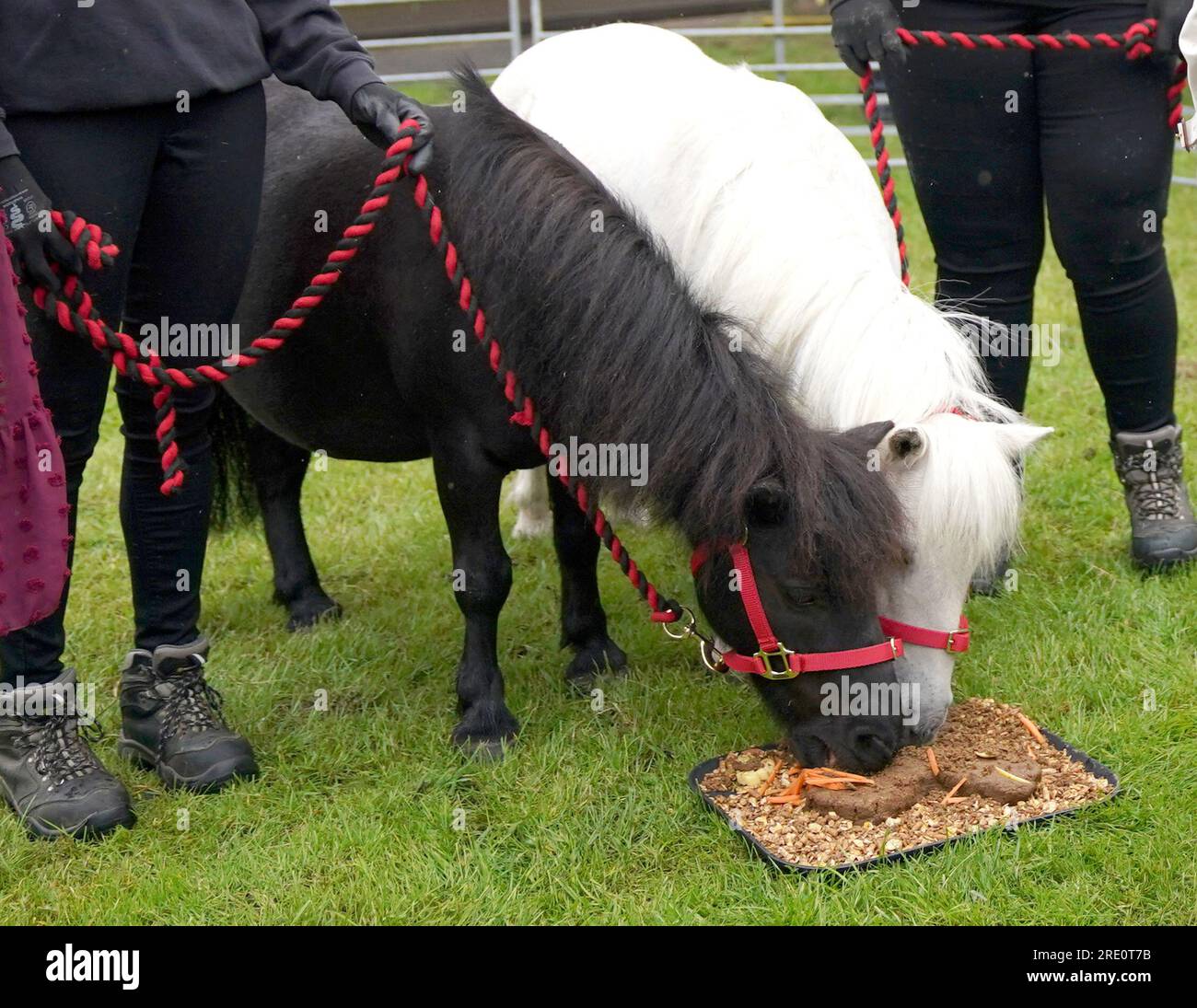 Queen Camilla (not seen) helps present two Shetland ponies with an edible cake during a visit to Redwings Horse Sanctuary at Anna Sewell House in Great Yarmouth, while on a visit to Norfolk. Redwings Horse Sanctuary have been the custodians of Anna Sewell House since 2022. The House is the verified birthplace of Anna Sewell, author of Black Beauty. Picture date: Monday July 24, 2023. Stock Photo