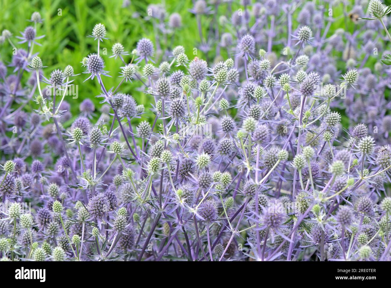 Eryngium Planum 'Blue Glitter' in flower Stock Photo Alamy