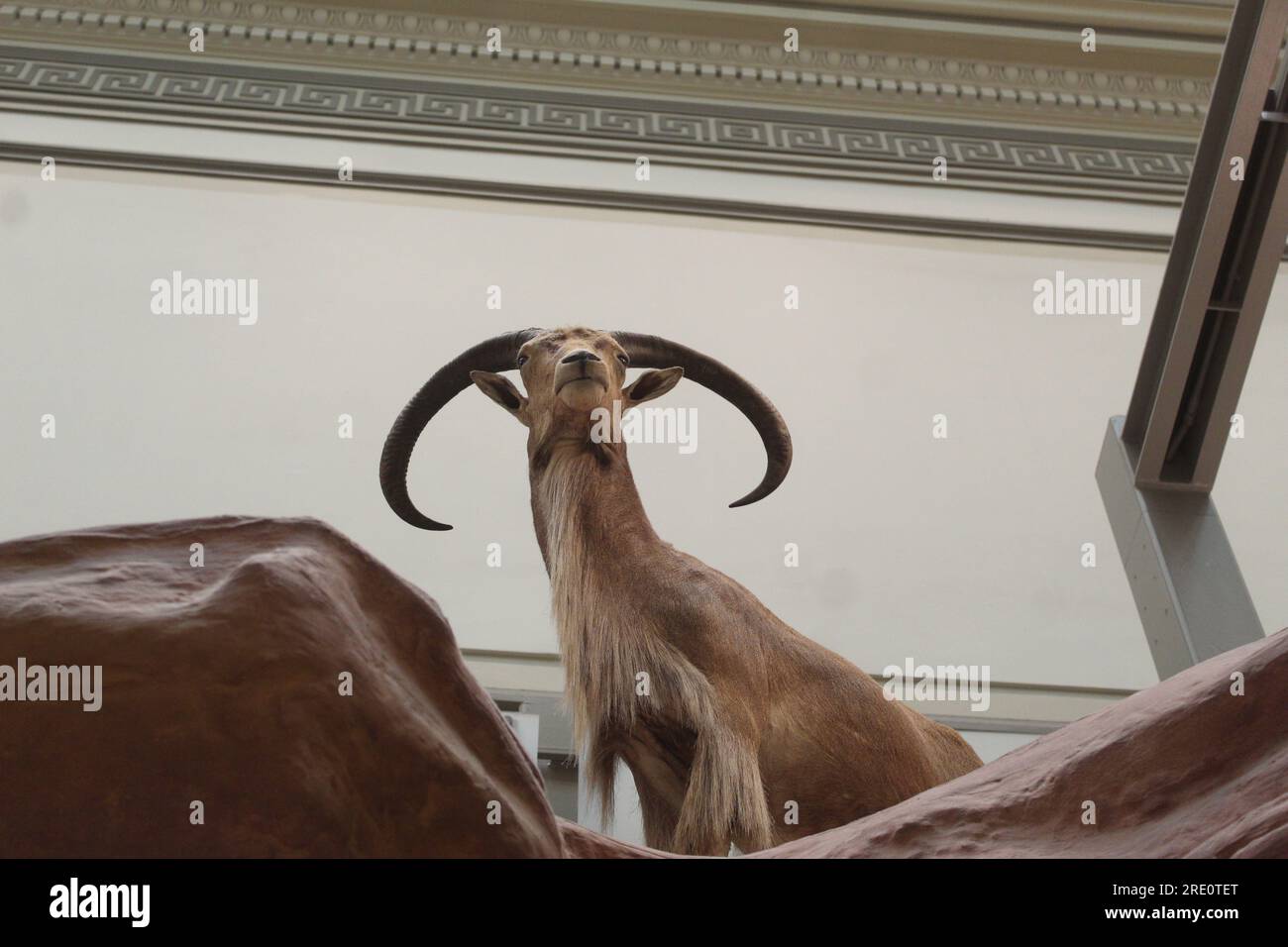 A photo of an animal in the Smithsonian National Museum of National History in Washington DC. Stock Photo