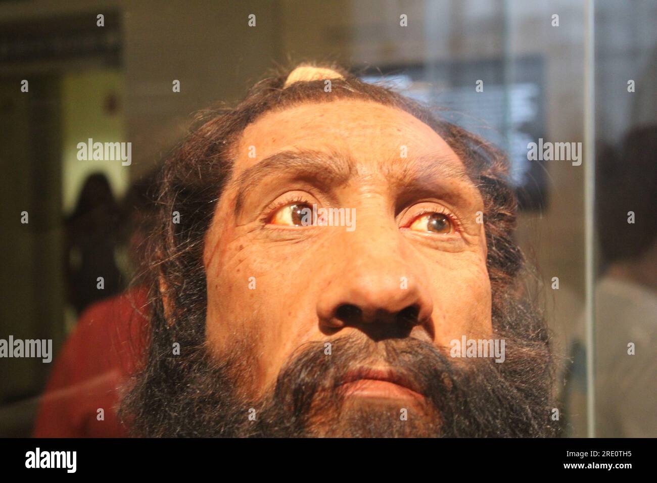 A photo of the head of an earlier form of humans in the process of evolution in the Smithsonian National Museum of National History in Washington DC. Stock Photo