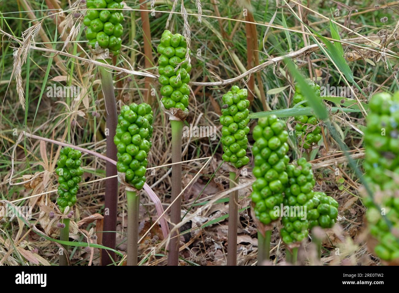 Arum italicum, or Italian arum, beginning to fruit. Stock Photo