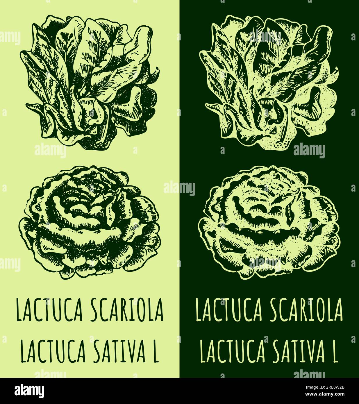 Vector drawing LACTUCA SCARIOLA. Hand drawn illustration. The Latin name is LACTUCA SATIVA L Stock Vector
