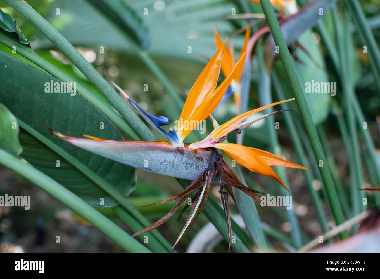 Bird of Paradise Plant in Full Seasonal Bloom. Beautiful tropical