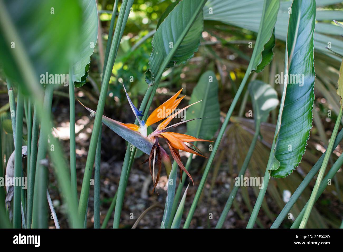 Bird of Paradise Plant in Full Seasonal Bloom. Beautiful tropical flower Stock Photo