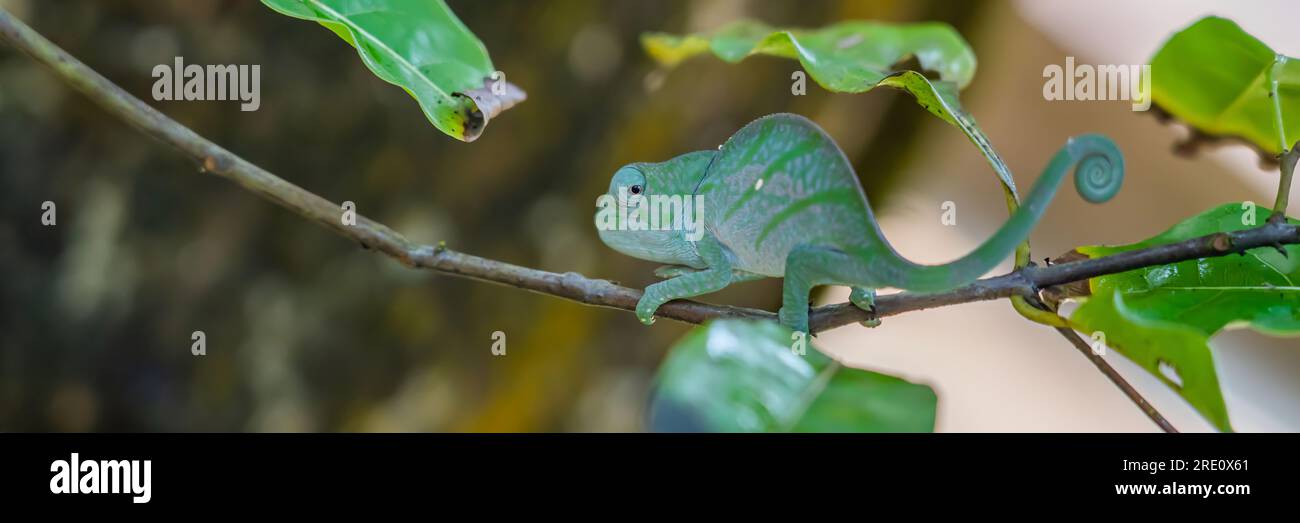 Green Chameleon on a branch with green leaves, Madagascar, Africa. Stock Photo