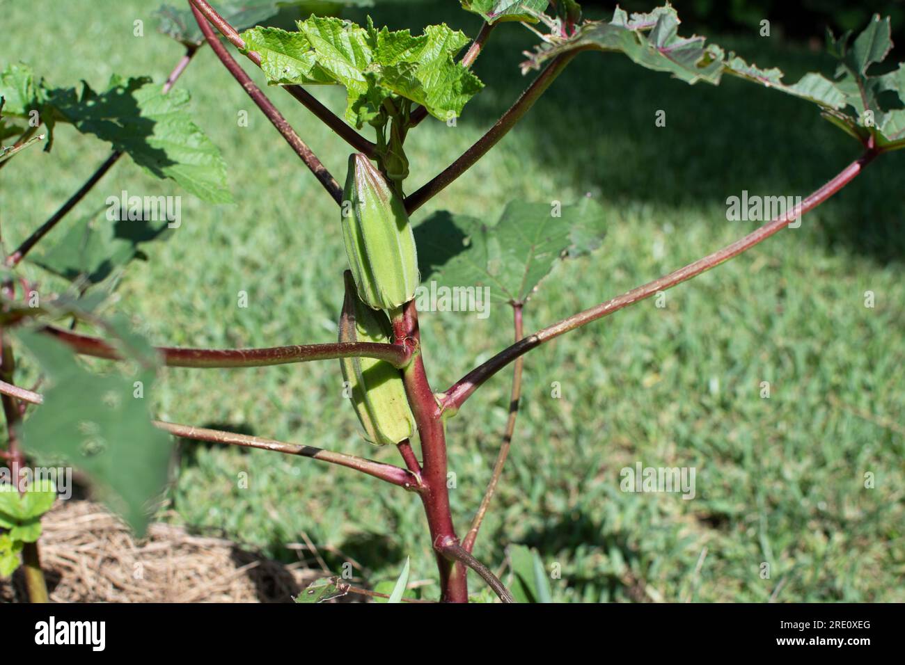 Okra Plants growing on an urban farm Stock Photo Alamy