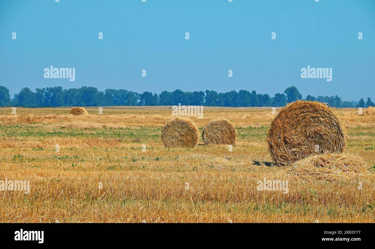 Yellow golden bales of hay straw in stubble field after harvesting ...