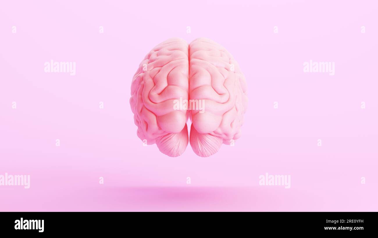 Pink brain anatomy mind intelligence medical organ science pink ...