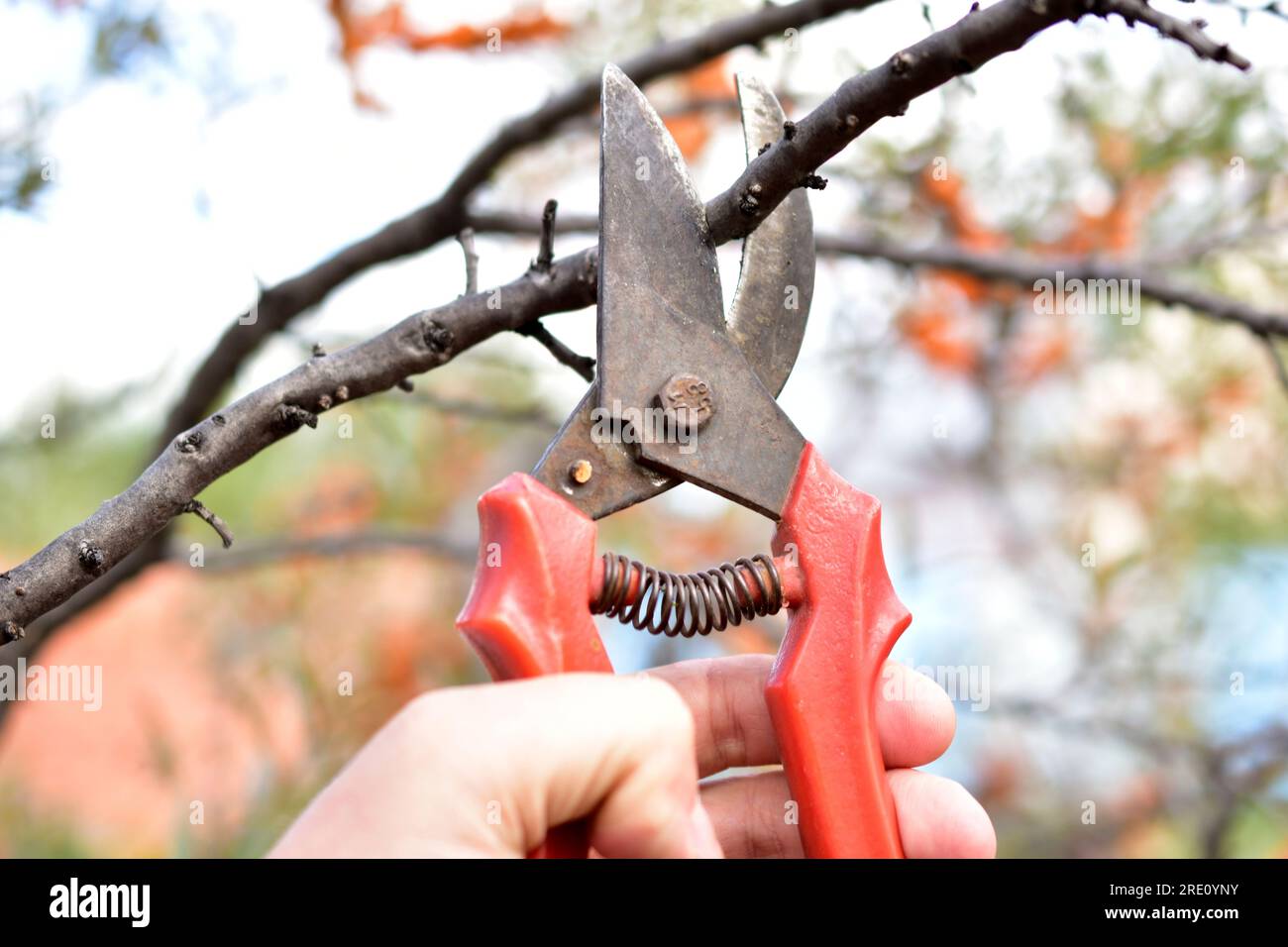 Pruning garden plants with a special cutter Stock Photo