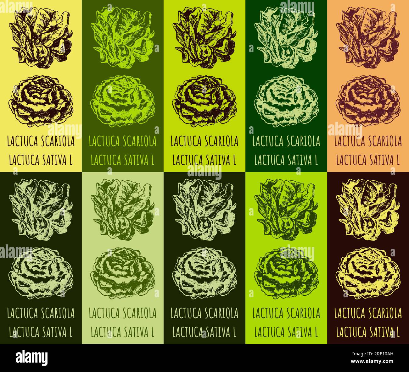 Set of vector drawing LACTUCA SCARIOLA in various colors. Hand drawn illustration. The Latin name is LACTUCA SATIVA L Stock Vector