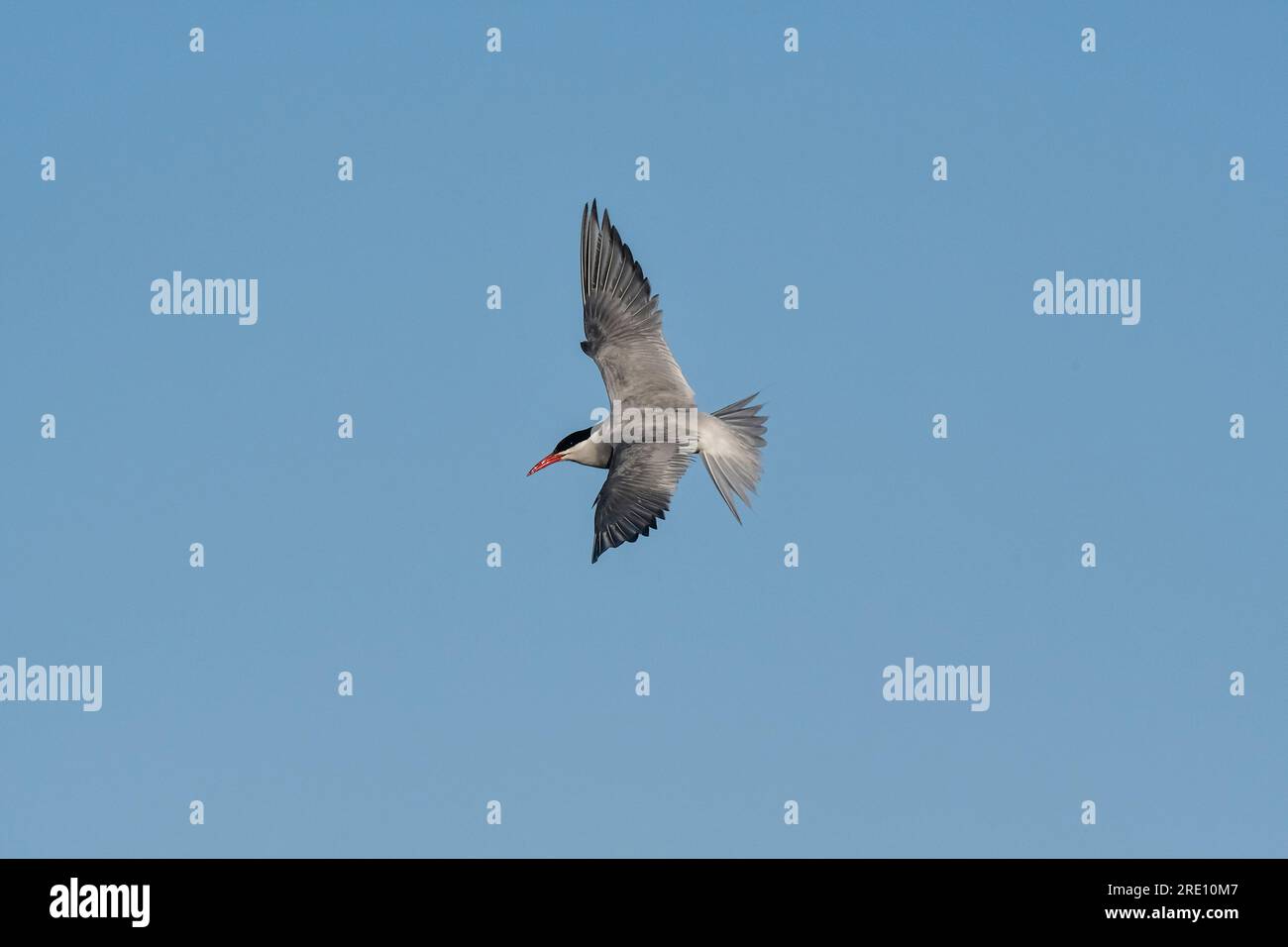 Tern in flight , Peninsula Valdes, Patagonia Argentina. Stock Photo