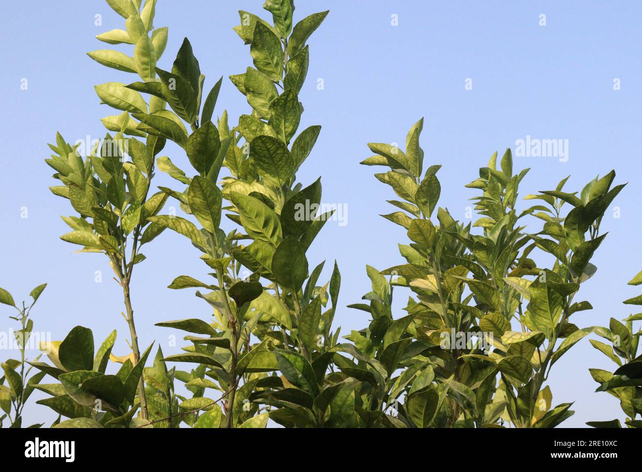 malta fruit tree in farm for harvest are cash crops Stock Photo Alamy