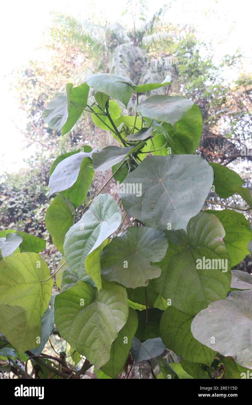 Macaranga tanarius tree plant on farm for medicine need Stock Photo