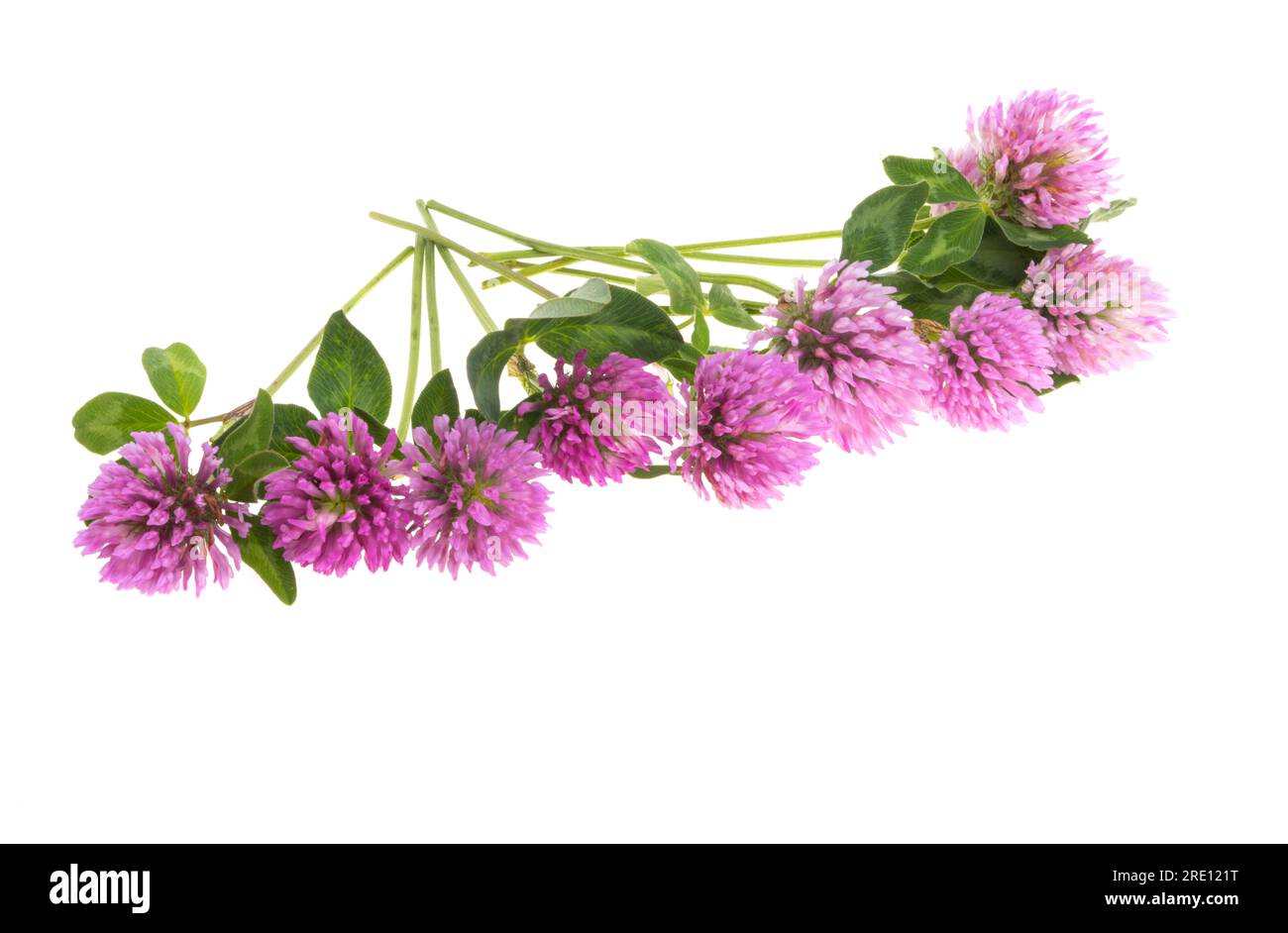 clover flowers isolated on white background Stock Photo