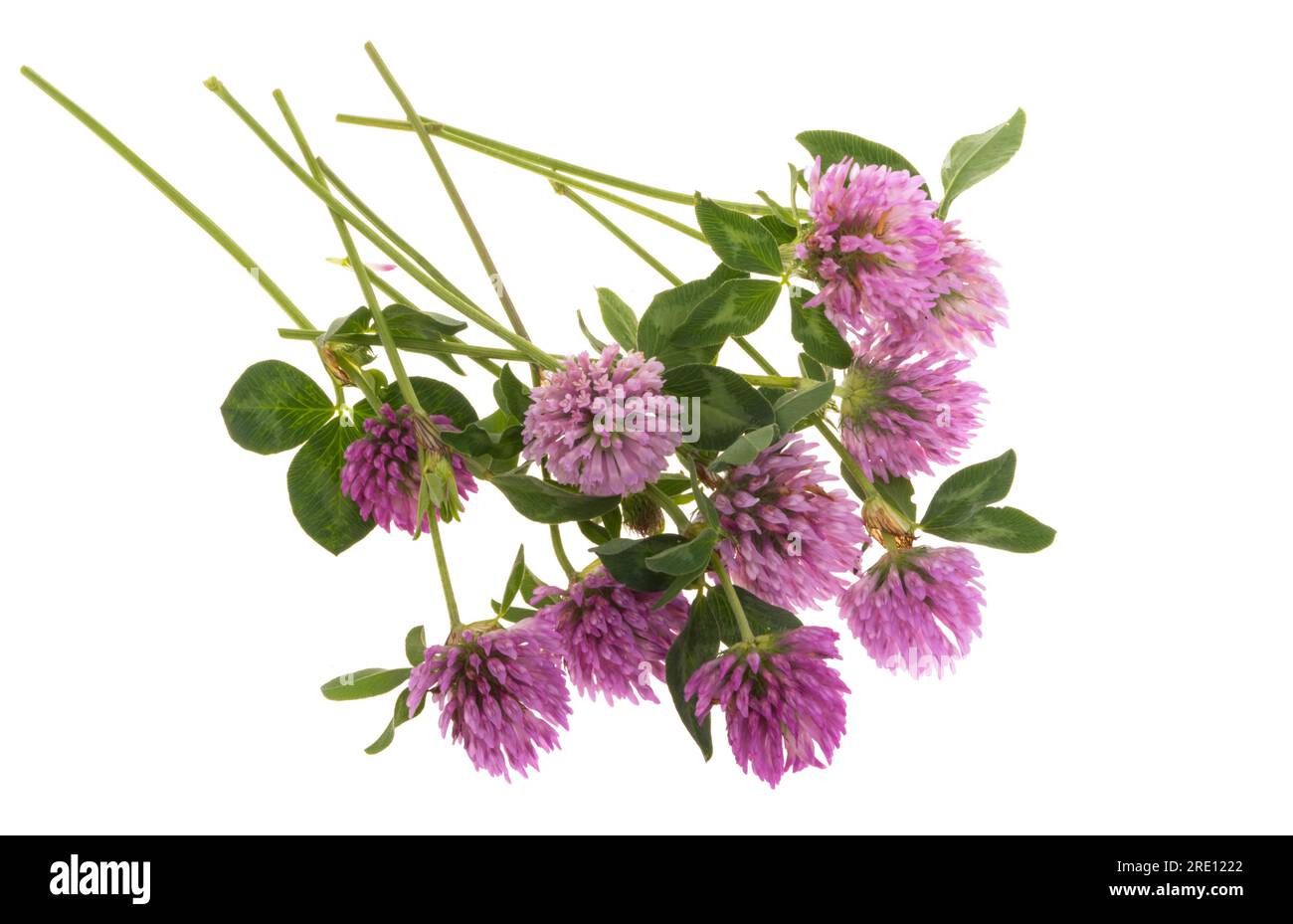 clover flowers isolated on white background Stock Photo