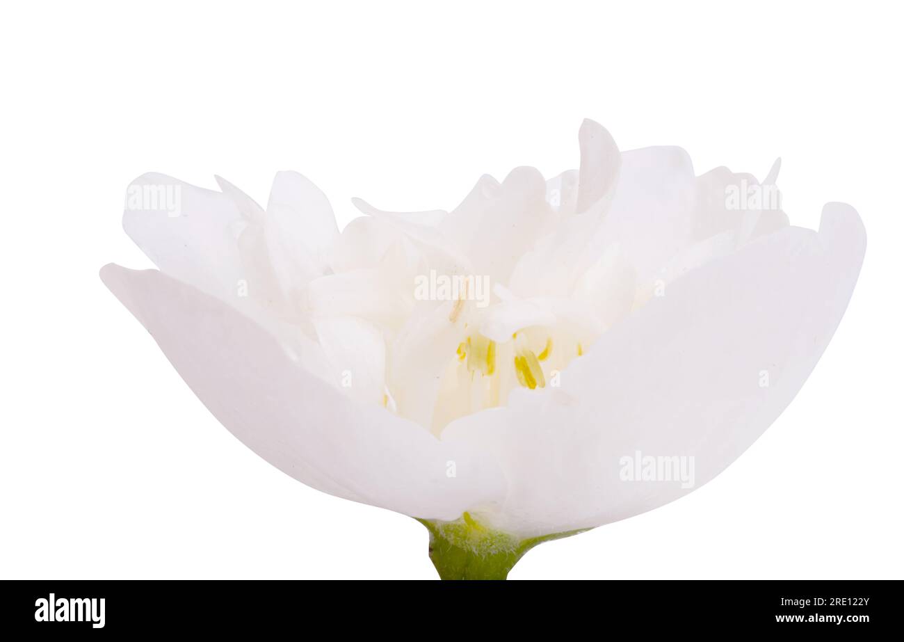 jasmine flower isolated on white background Stock Photo - Alamy