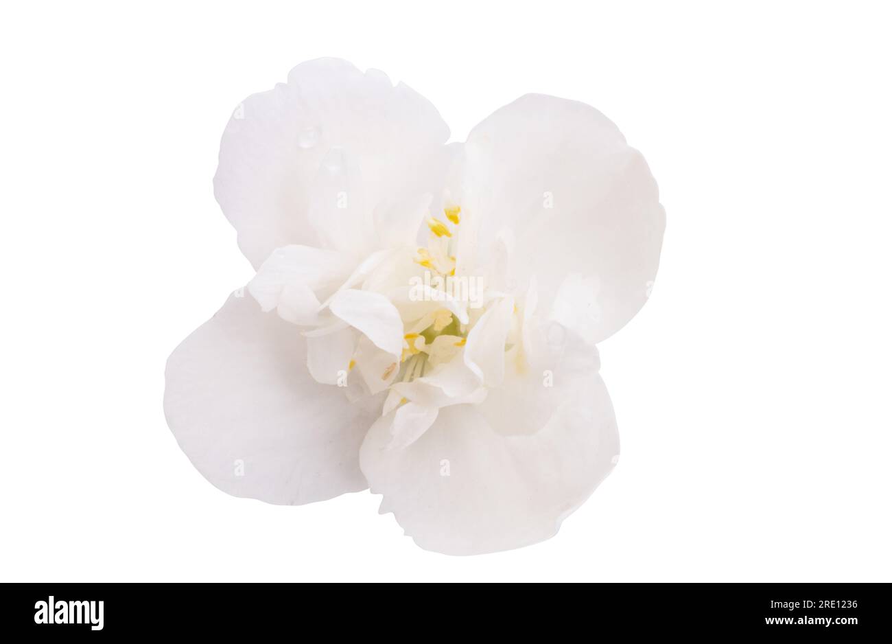 Jasmine flower Isolated on white background Stock Photo - Alamy