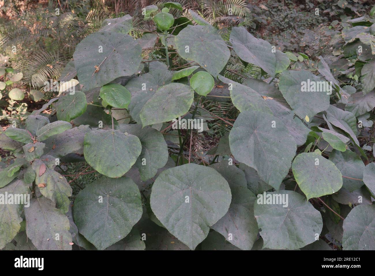 Macaranga tanarius tree plant on farm for medicine need Stock Photo