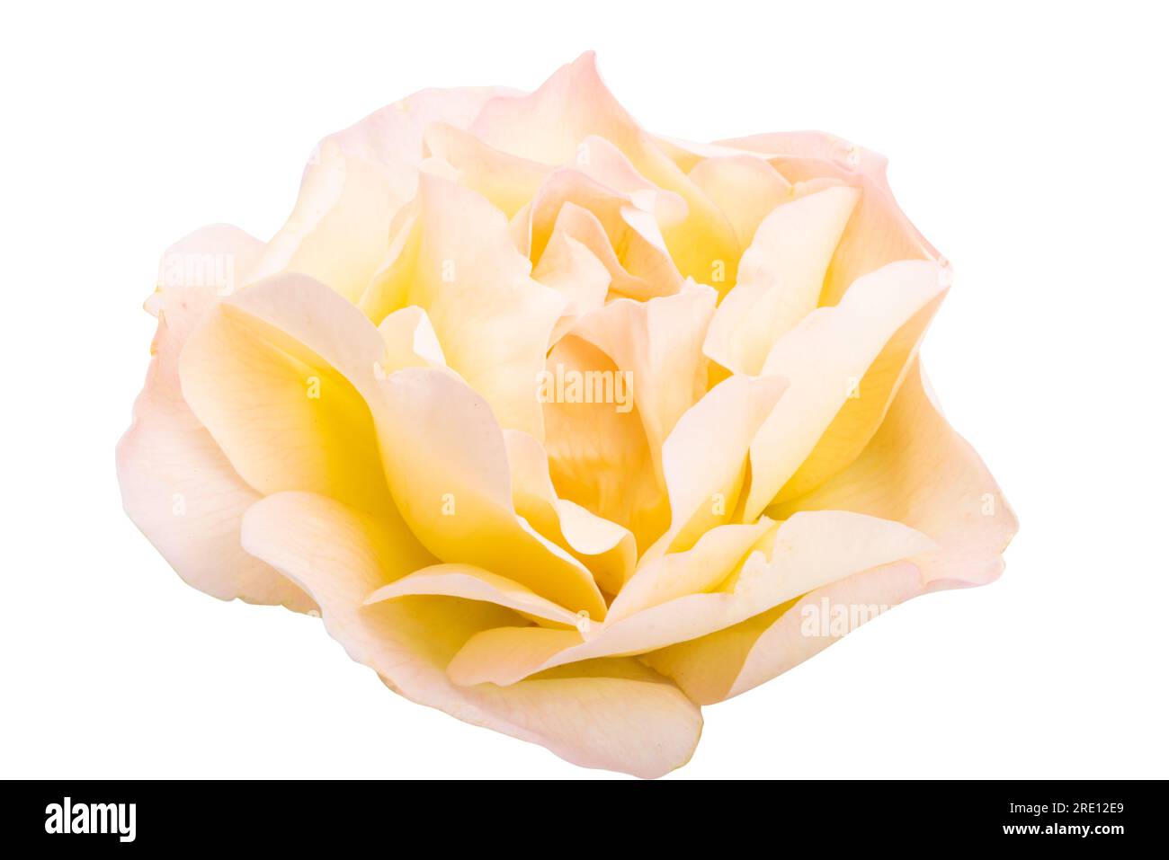 beautiful rose isolated on white background Stock Photo - Alamy