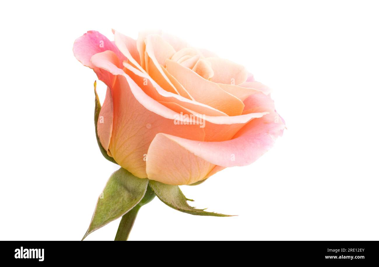beautiful rose isolated on white background Stock Photo - Alamy