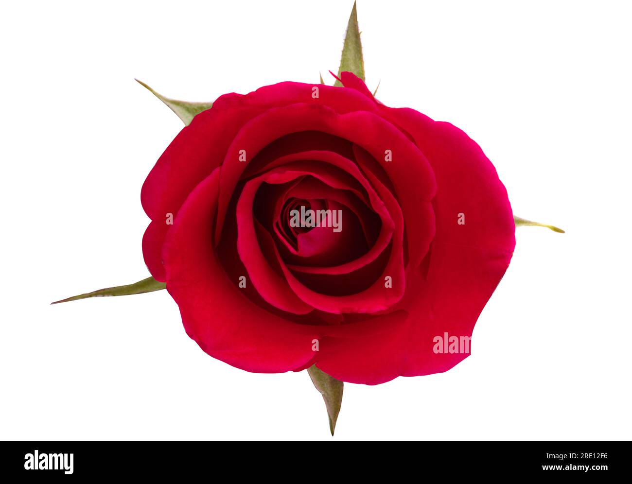 beautiful rose isolated on white background Stock Photo - Alamy