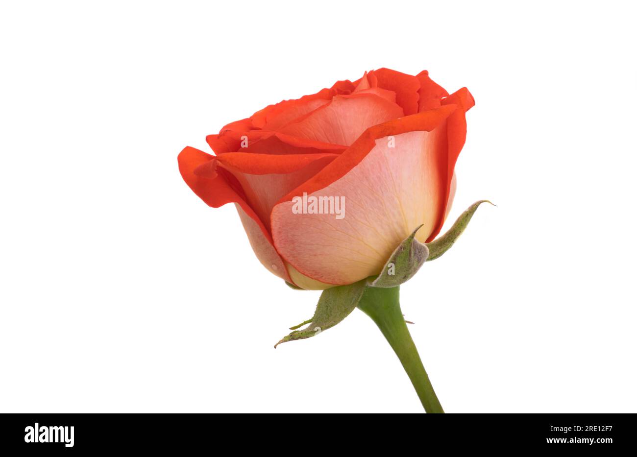 beautiful rose isolated on white background Stock Photo - Alamy