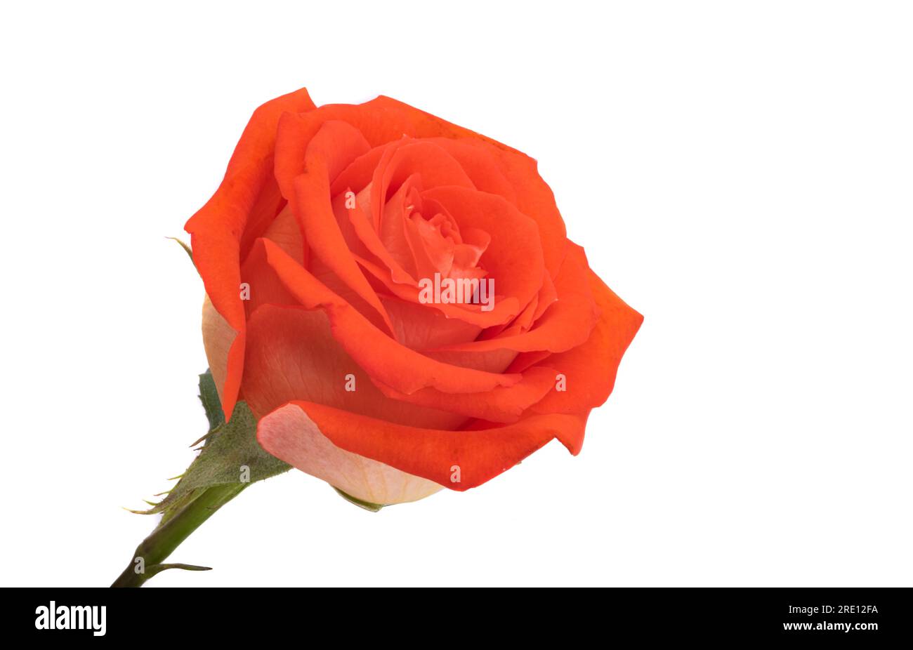 beautiful rose isolated on white background Stock Photo - Alamy