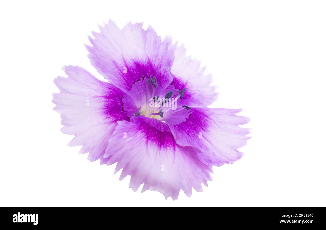 small carnation isolated on white background Stock Photo