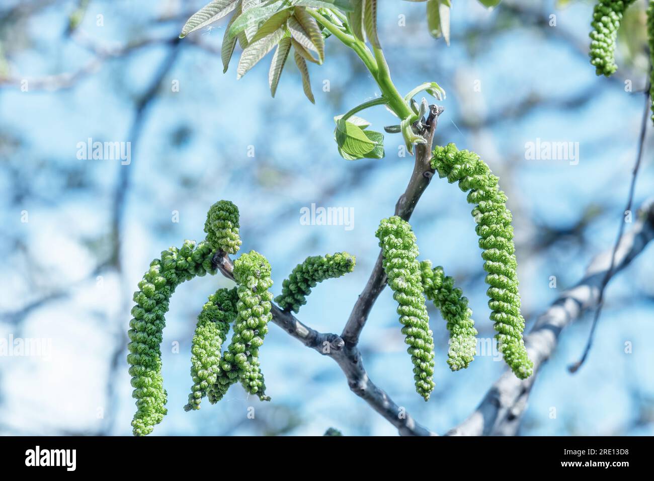 Walnuts blossoms tree in spring light garden close up. Closeup Juglans regia blooming branch by blurry blue sky background. Male flowers and young lea Stock Photo