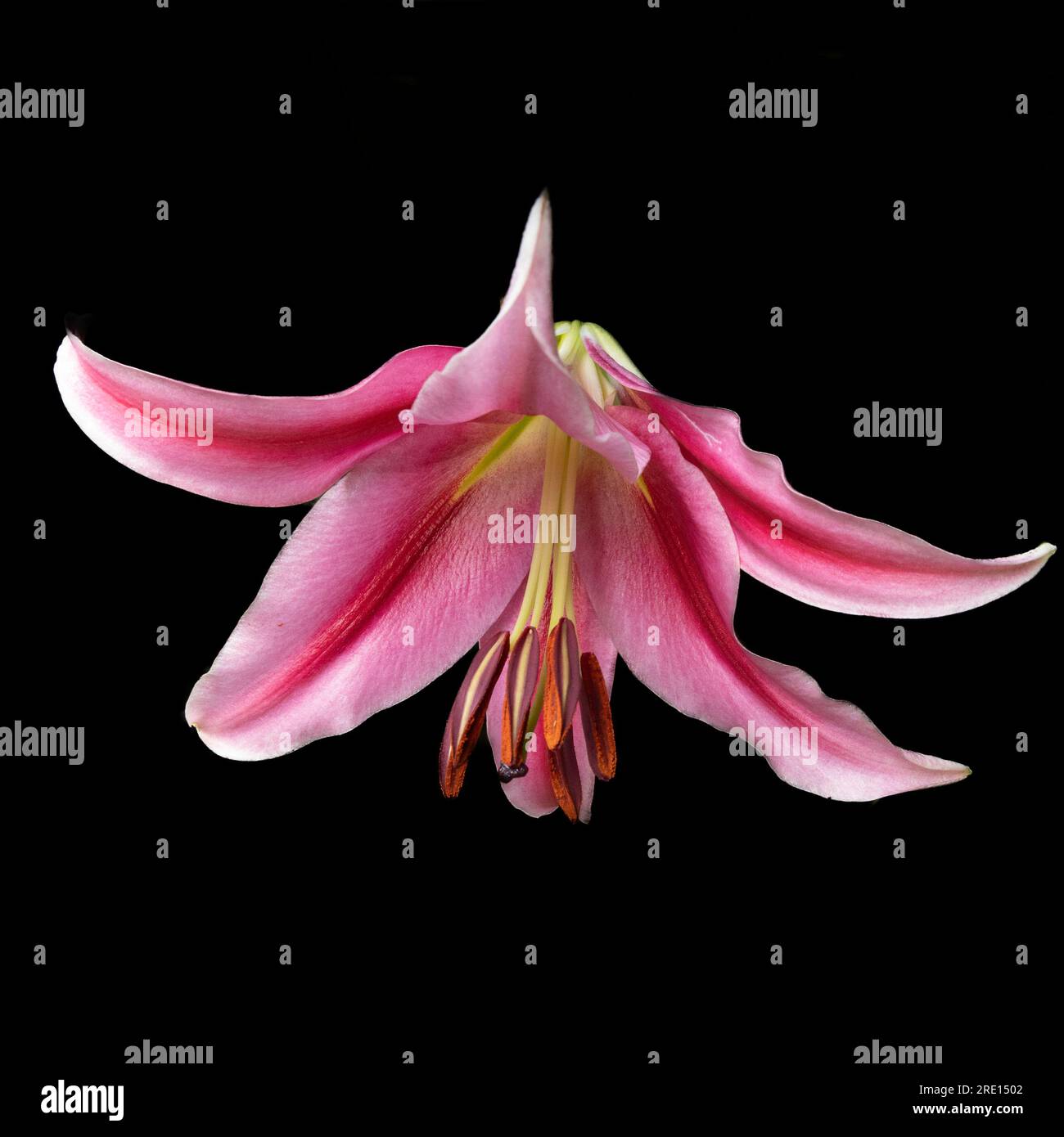 Journey's End deep pink lily with black background Stock Photo