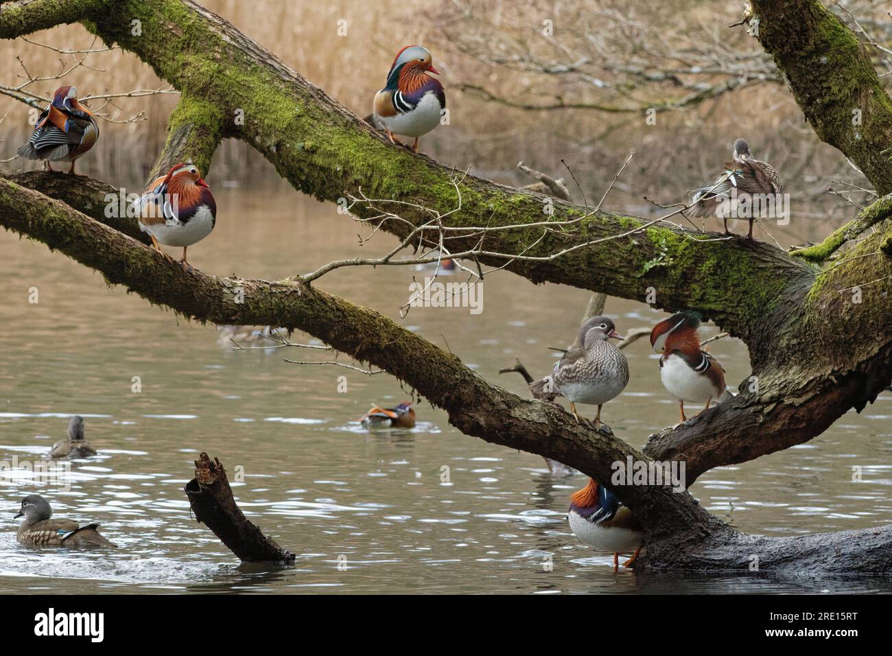 Mandarin duck (Aix galericulata) ducks and drakes perching on the branches of tree overhanging a