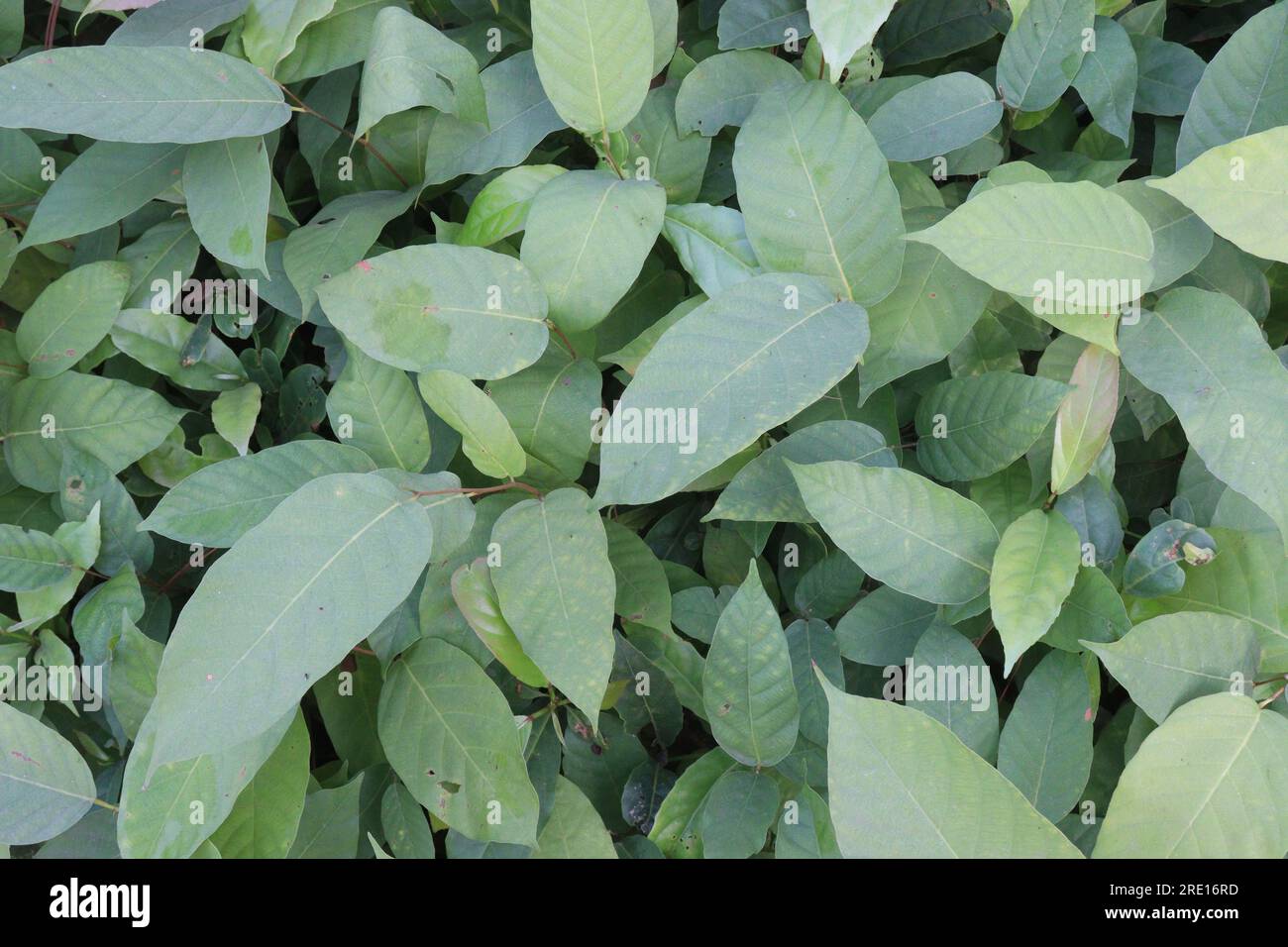 Persicaria chinensis tree plant on farm for harvest are cash crops Stock Photo