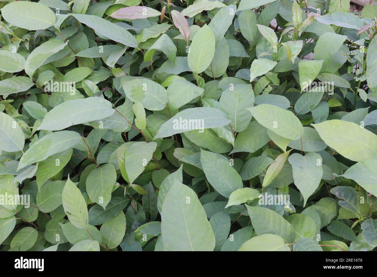 Persicaria chinensis tree plant on farm for harvest are cash crops Stock Photo