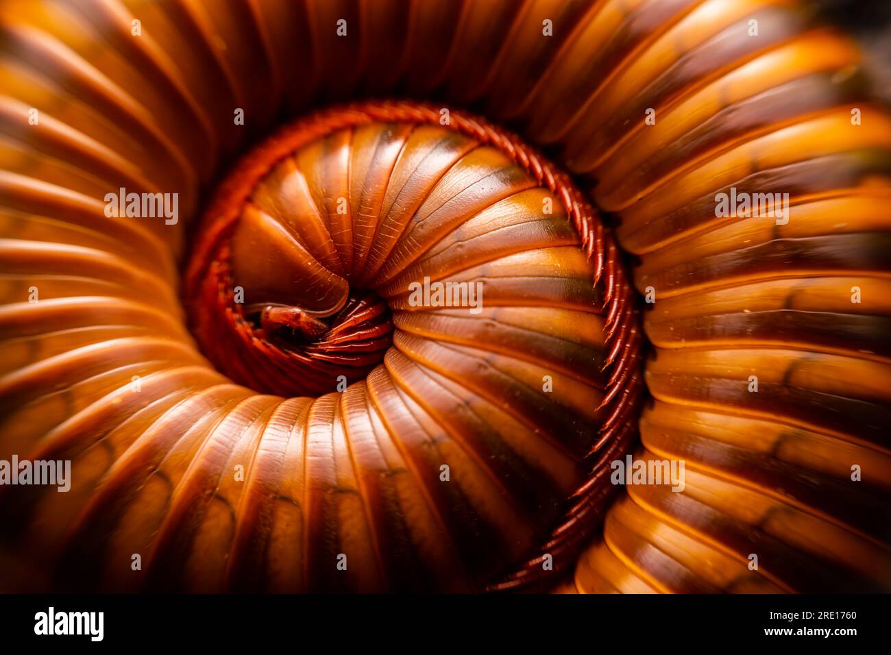 Red millipede curl on ground. Stock Photo