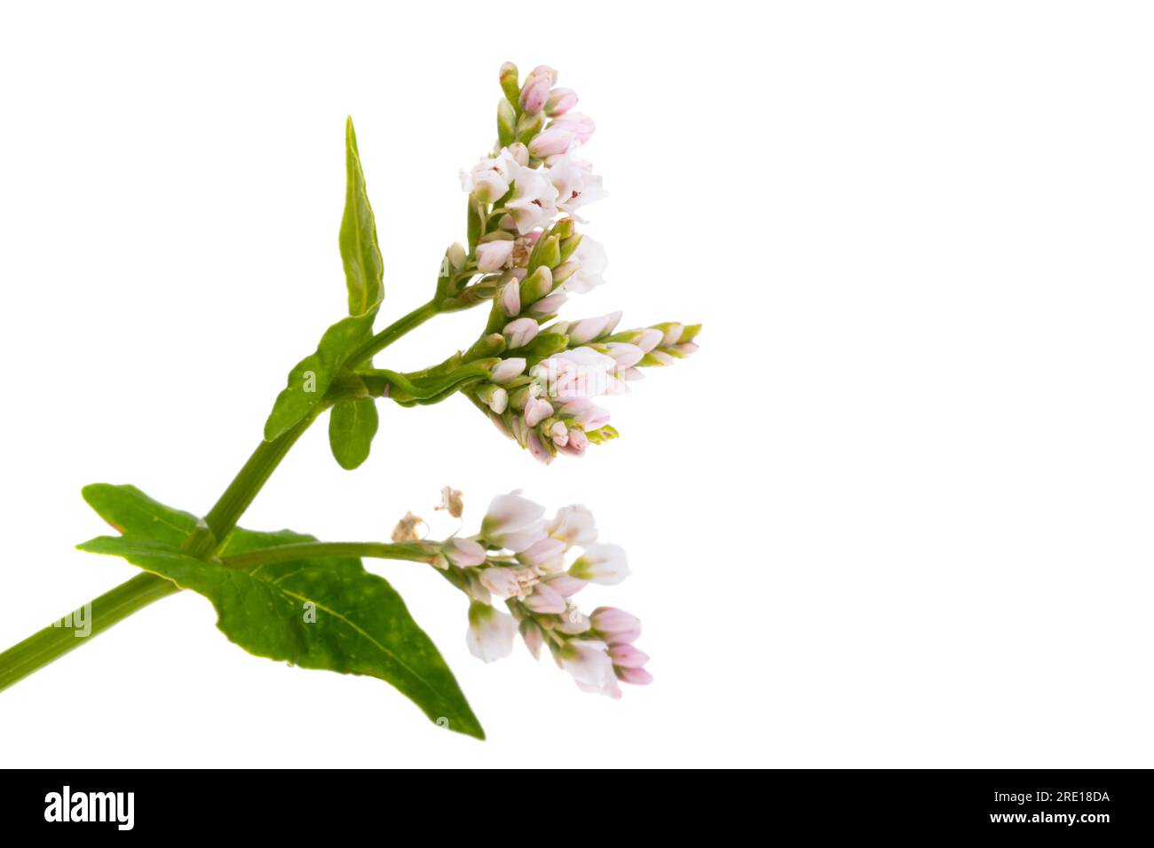 buckwheat flowers isolated on white background Stock Photo Alamy