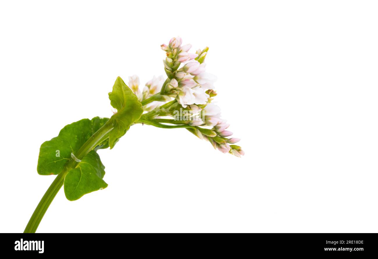 buckwheat flowers isolated on white background Stock Photo - Alamy