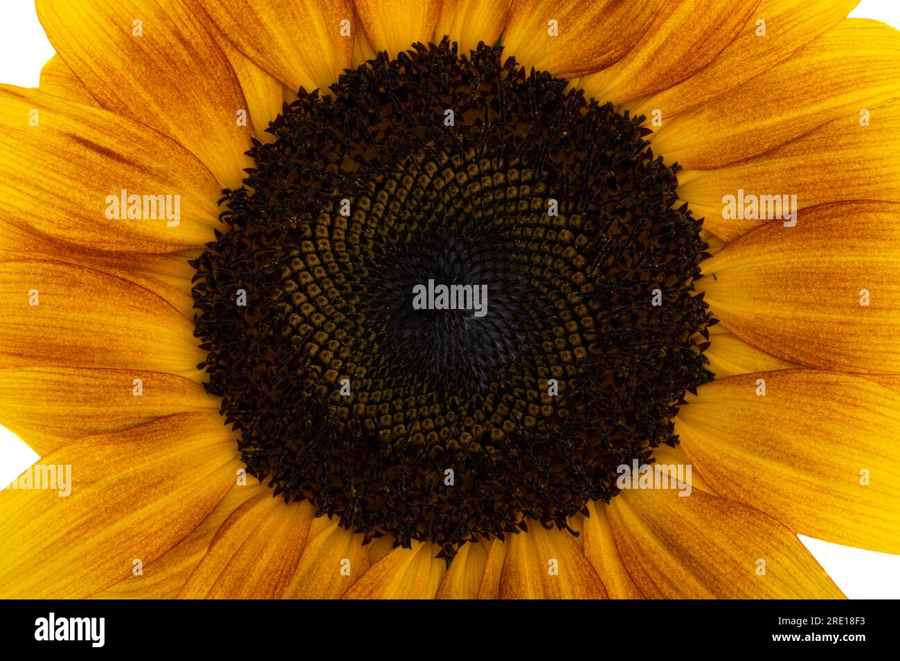 sunflower flower isolated on white background Stock Photo - Alamy