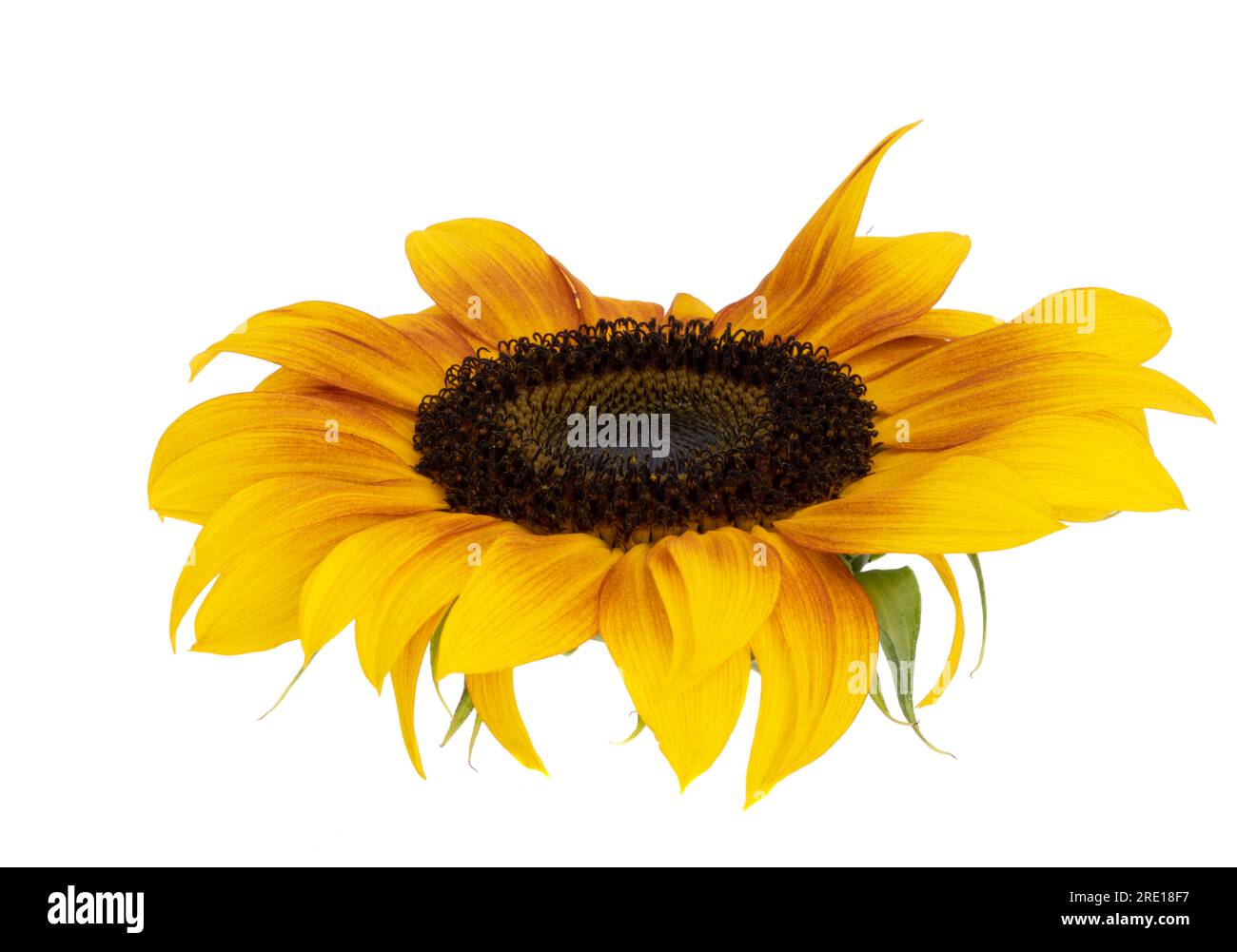 sunflower flower isolated on white background Stock Photo - Alamy