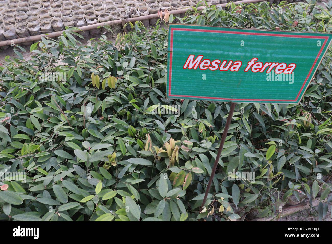 Nahor tree hires stock photography and images Alamy