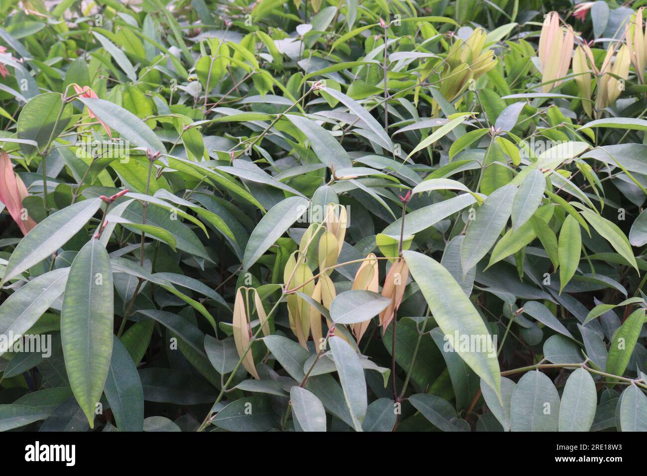 cobra saffron flower tree plant on farm for harvest are cash crops