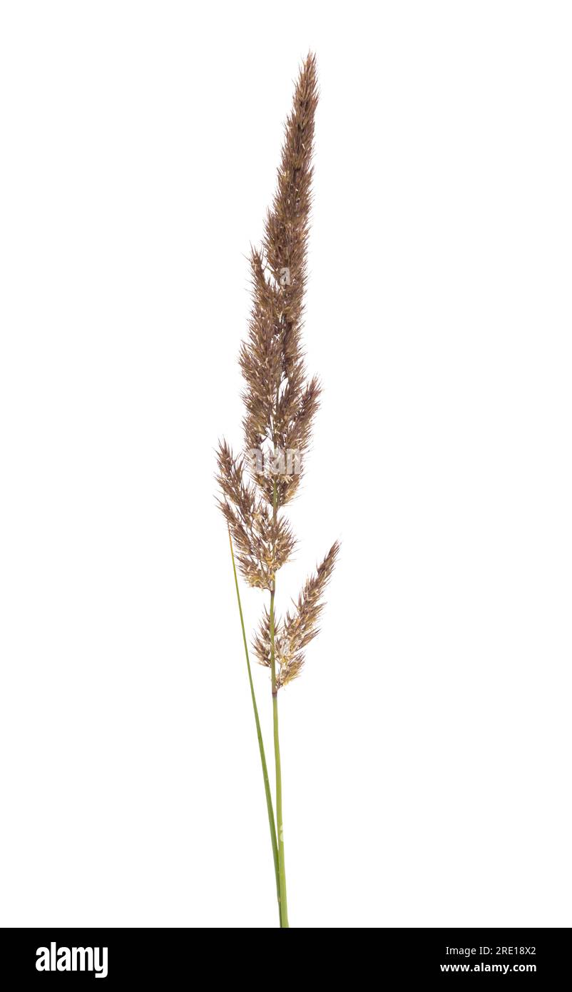 decorative grass isolated on white background Stock Photo - Alamy