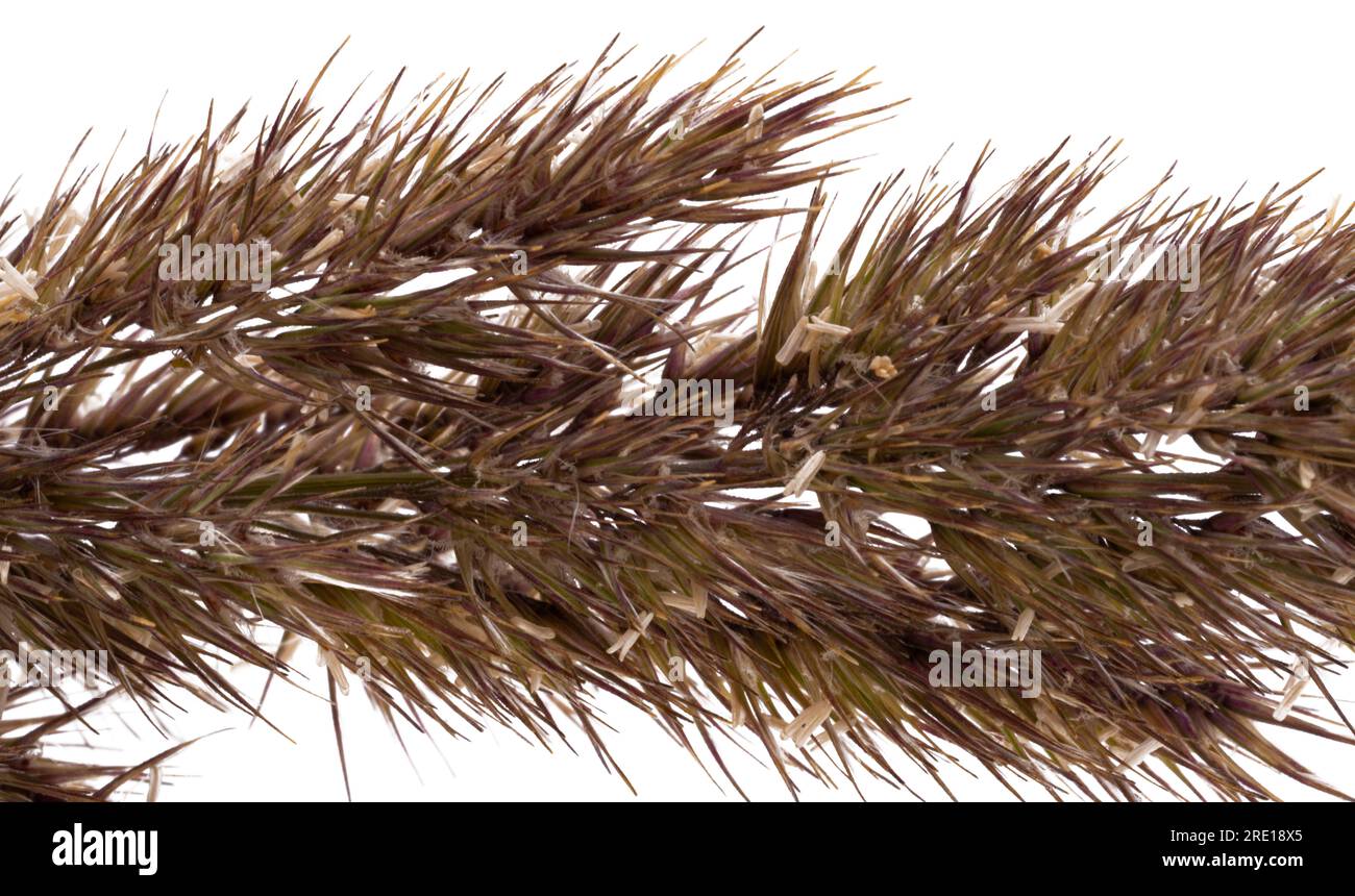 decorative grass isolated on white background Stock Photo - Alamy