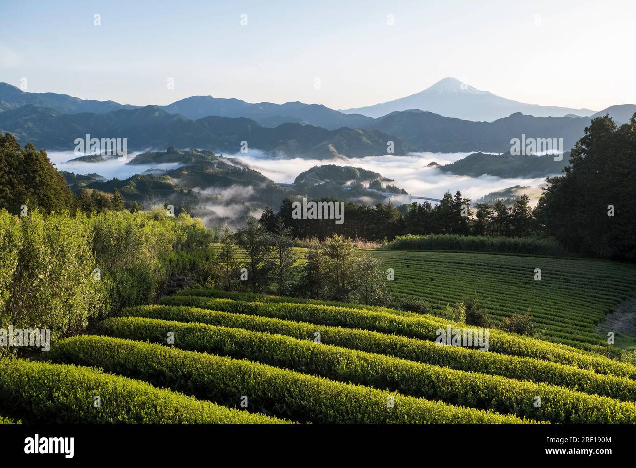 Japan, Yoshiwara: landscape with hills, tea plantations, Mount Fuji and mist in the valley, Honshu Island Stock Photo